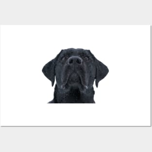 Black Labrador - Low Poly Posters and Art